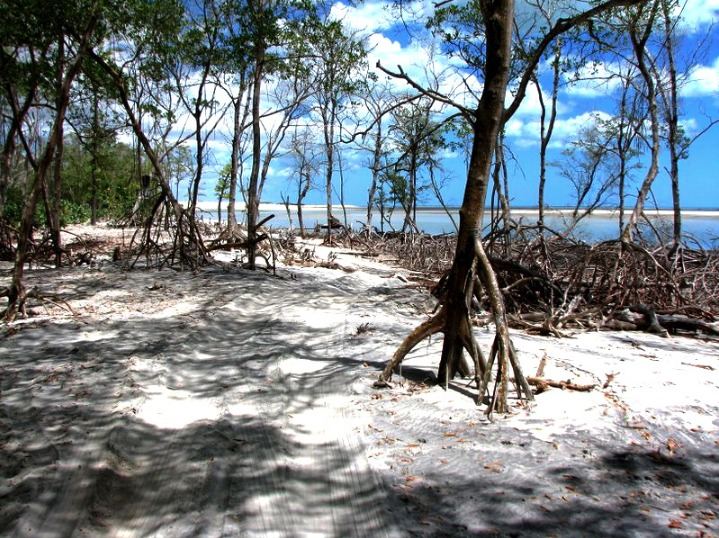 mangue-seco-jericoacoara
