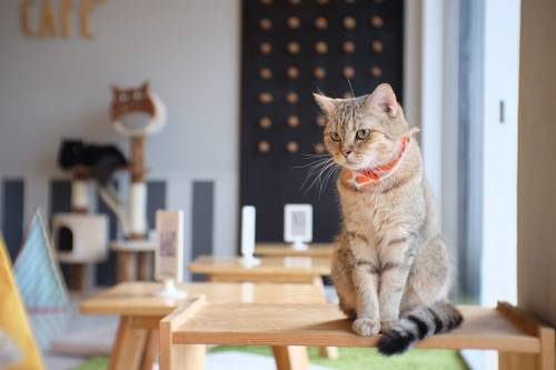cat cafes no brasil