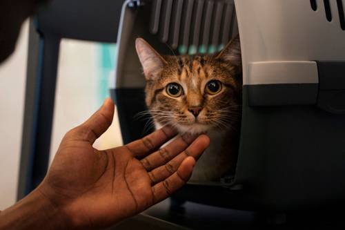 Viajar com Pets: documentos obrigatórios e regras para viajar com animais