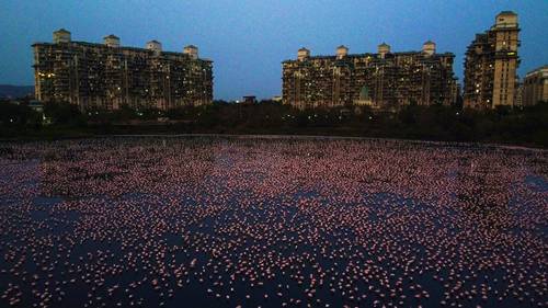 flamingos em Mumbai