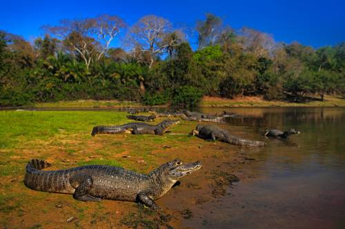 pantanal novela turismo