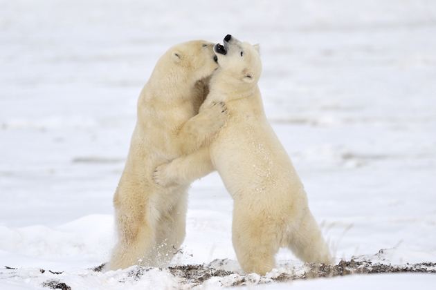 Polar Bears - Norway