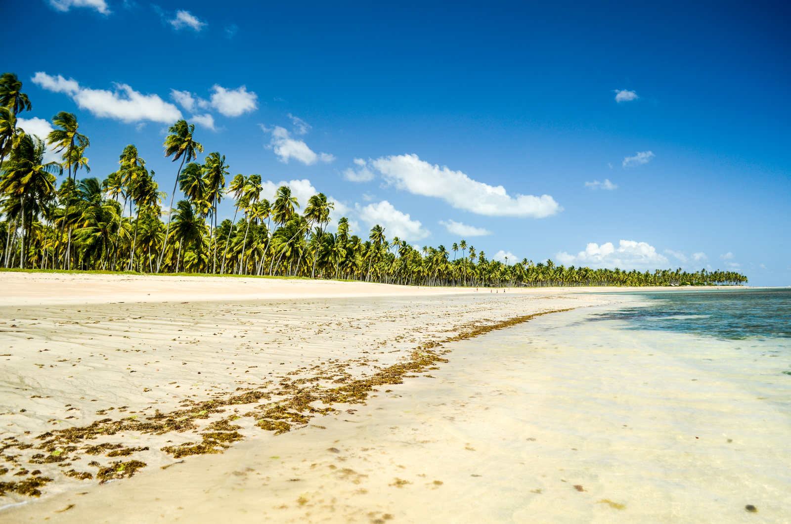 Rota Ecológica: conheça um dos melhores roteiros turísticos em Alagoas