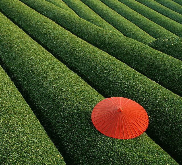 Fields of Tea, China
