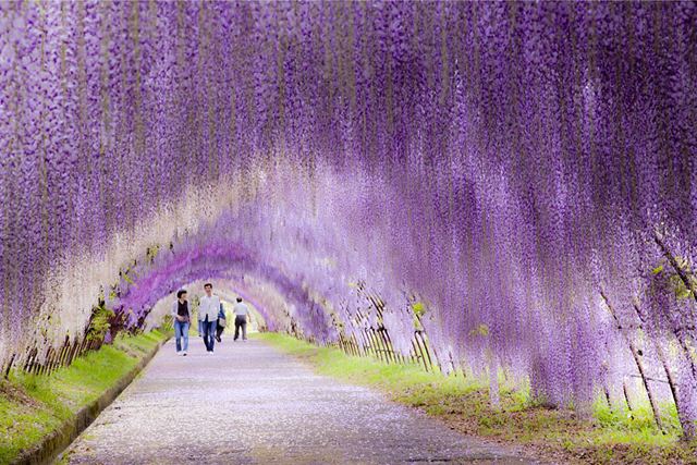Wisteria Flower Tunnel in Japan