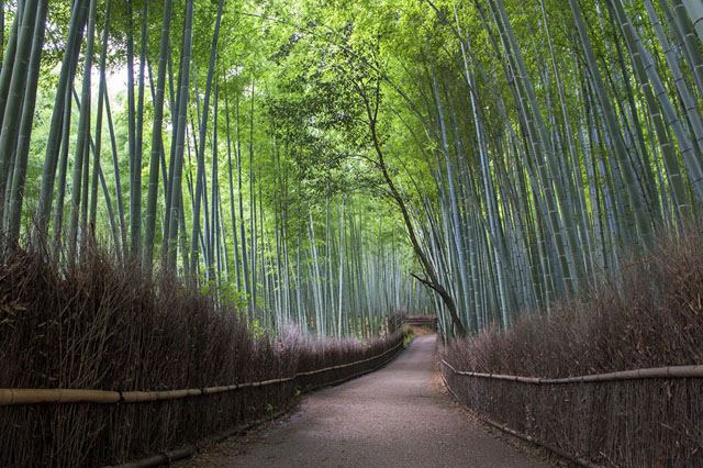 Floresta Sagano Bamboo em Arashiyama, Kioto, Japão