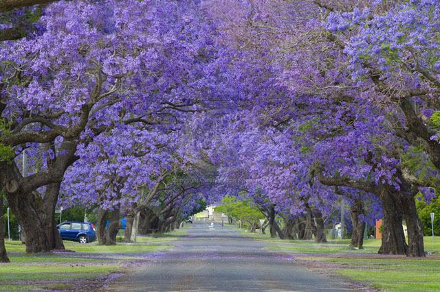 Jacarandás numa avenida em Grafton, Nova Gales do Sul, Austrália