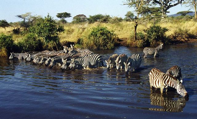 Parque Nacional Serengeti