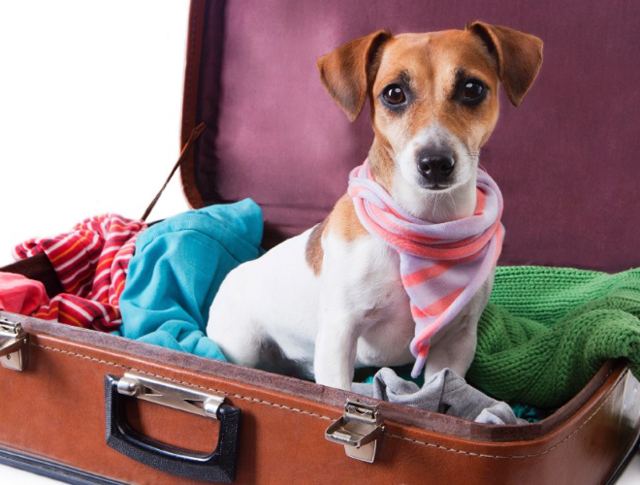 dog-in-a-suitcase-1420834703599_956x500