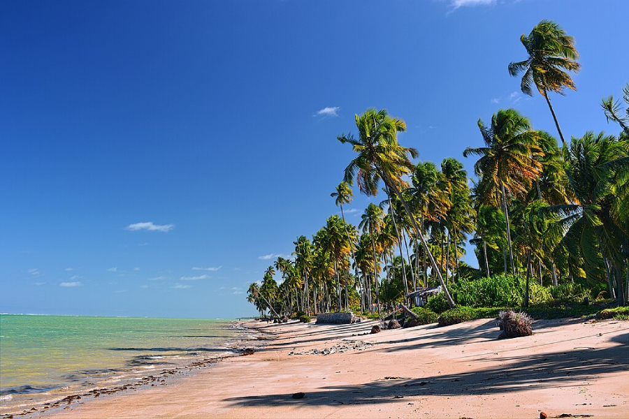 Praia do Patacho, destino em Alagoas