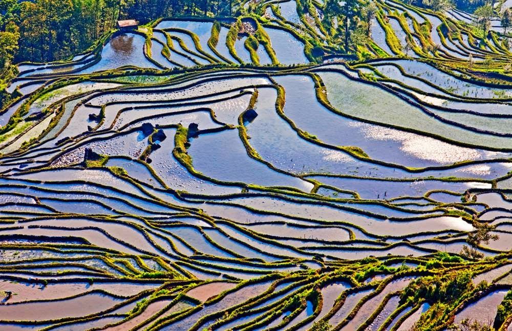 rice terraces-Yuanyang-China