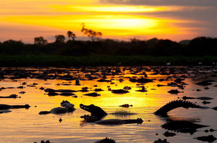 Mochilão pelo Brasil: roteiros turísticos no Pantanal, Centro-Oeste