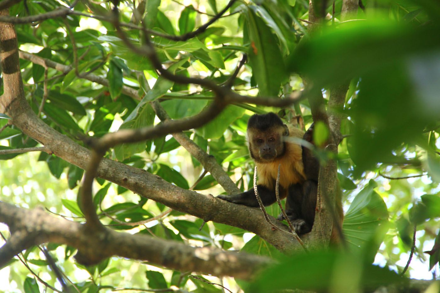 Macaco prego no povoado de Vassouras - Foto: Gustavo Albano