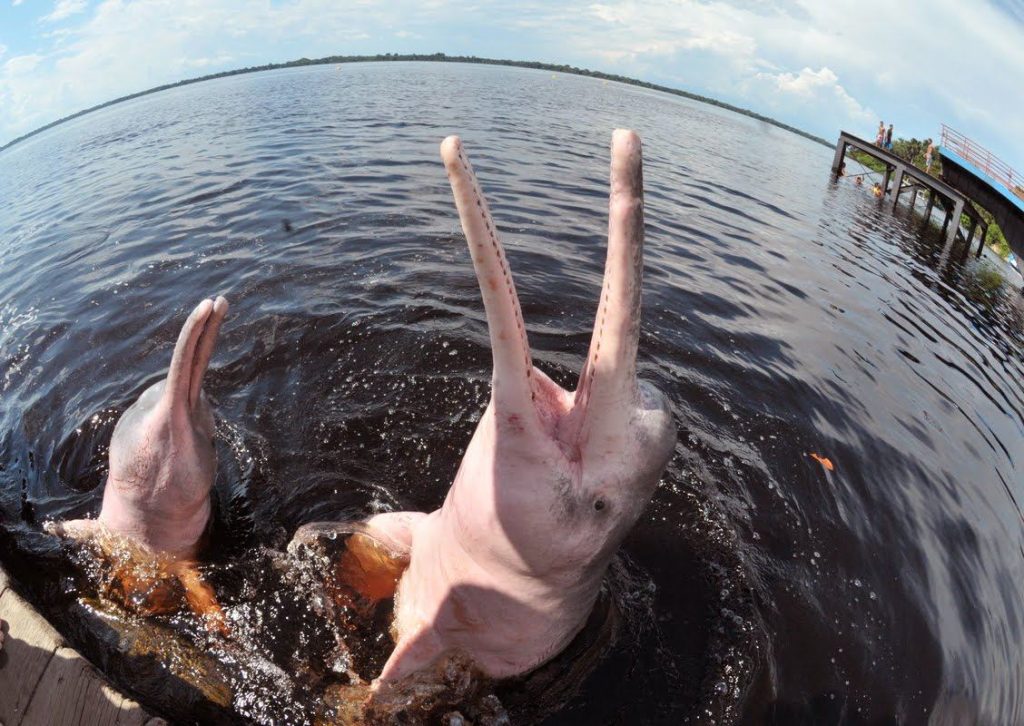 Interação com os botos cor-de-rosa na Amazônia