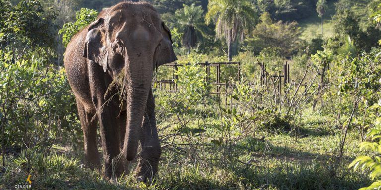 Santuário de Elefantes de Mato Grosso recebe voluntários