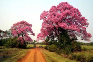 Bonito e Pantanal Sul Mato-Grossense na mesma viagem