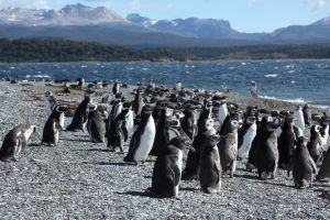 Passeio com pinguins: navegação no Canal de Beagle e Isla Martillo (Pingüinera)