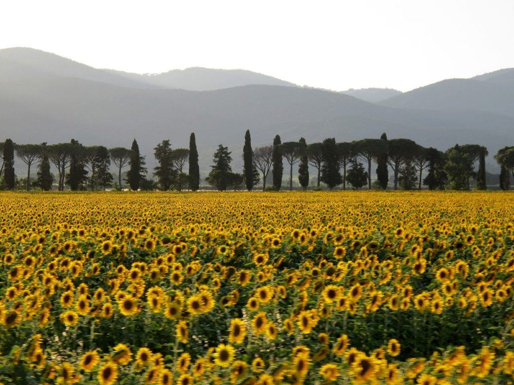 campos de girassóis na Toscana Itália