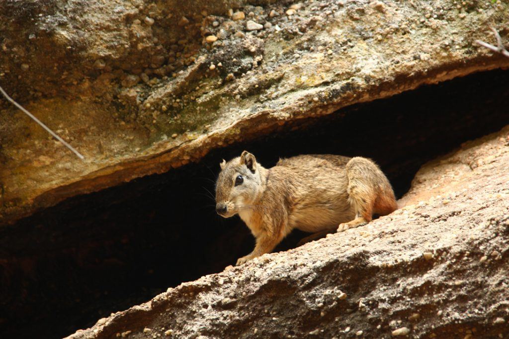 Onde ficar na Serra da Capivara: Sítio do Mocó ou São Raimundo Nonato ...