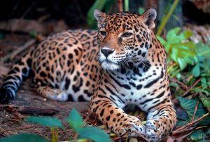 Pantanal: expedição tem safári fluvial para ver onças-pintadas