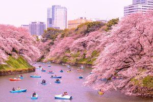 Primavera no Japão: confira fotos incríveis da temporada das cerejeiras no país