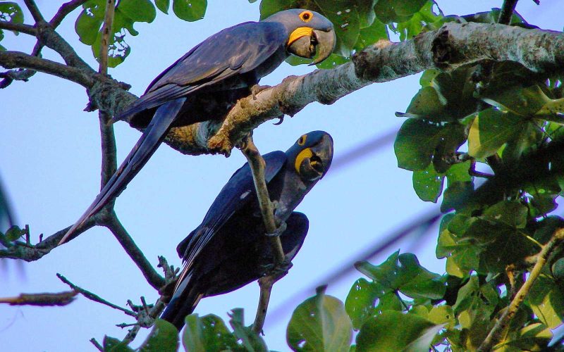 Melhor época para visitar o Pantanal