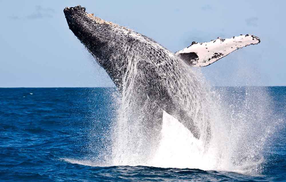 Baleias Jubartes em Abrolhos