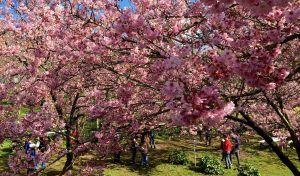 Campos do Jordão fica ainda mais bonita durante Festa das Cerejeiras