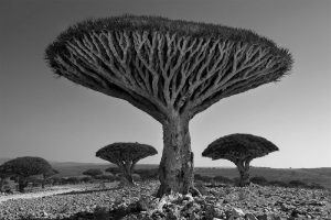 Fotógrafa passa 14 anos viajando para clicar as árvores mais antigas do mundo