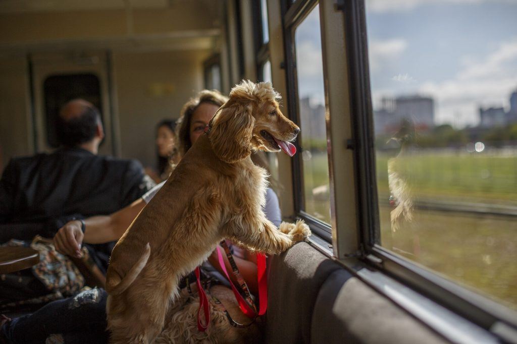 Trem turístico Curitiba-Morretes inaugura primeiro vagão pet friendly do Brasil