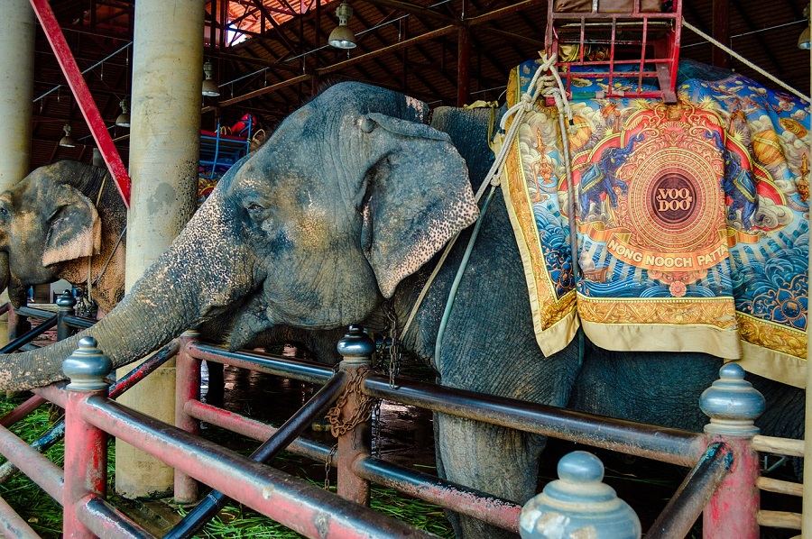 elefante camboja