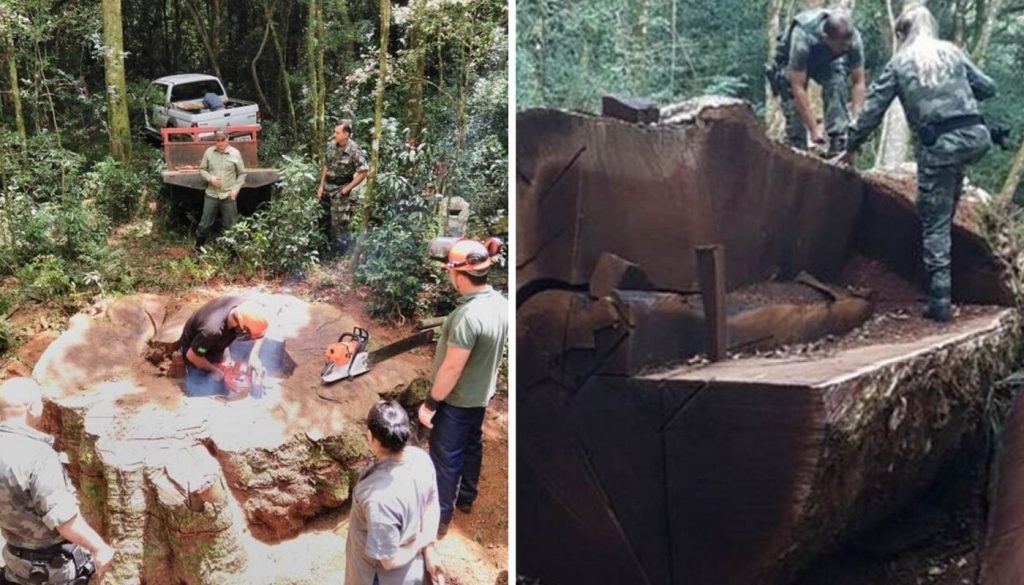 Árvore gigante de 535 anos é derrubada em Santa Catarina para virar cerca