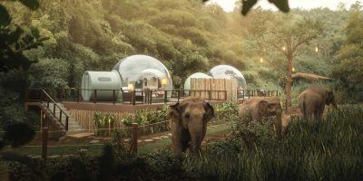 elephant hotel thailand