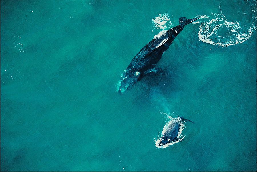 observação de baleias em garopaba