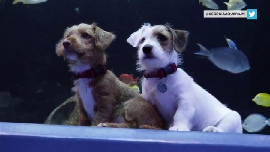 aquarium puppies usa