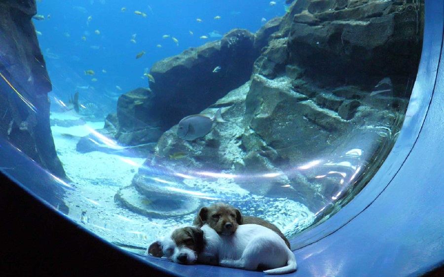 cachorrinhos aquário EUA