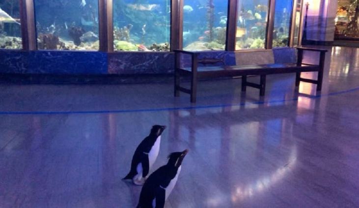 pinguim chicago