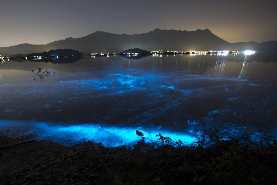 bioluminescência