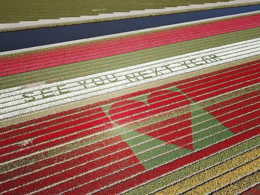 field tulips holland message hope travelers