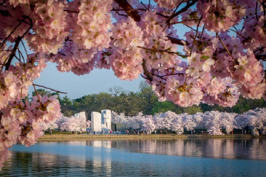 cherry blossoms festival live