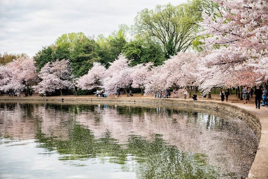 cherry blossoms festival live