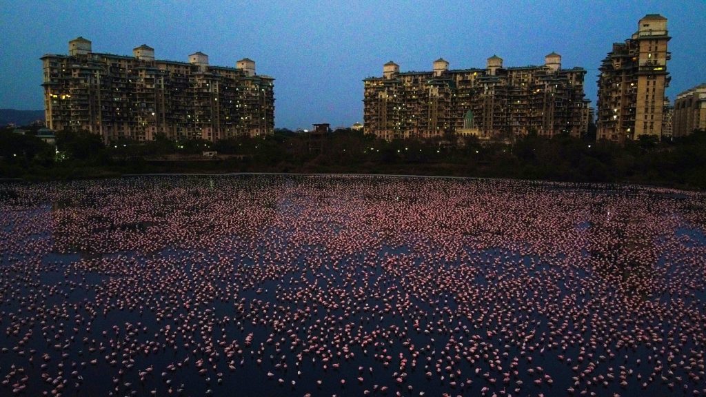 flamingos em Mumbai