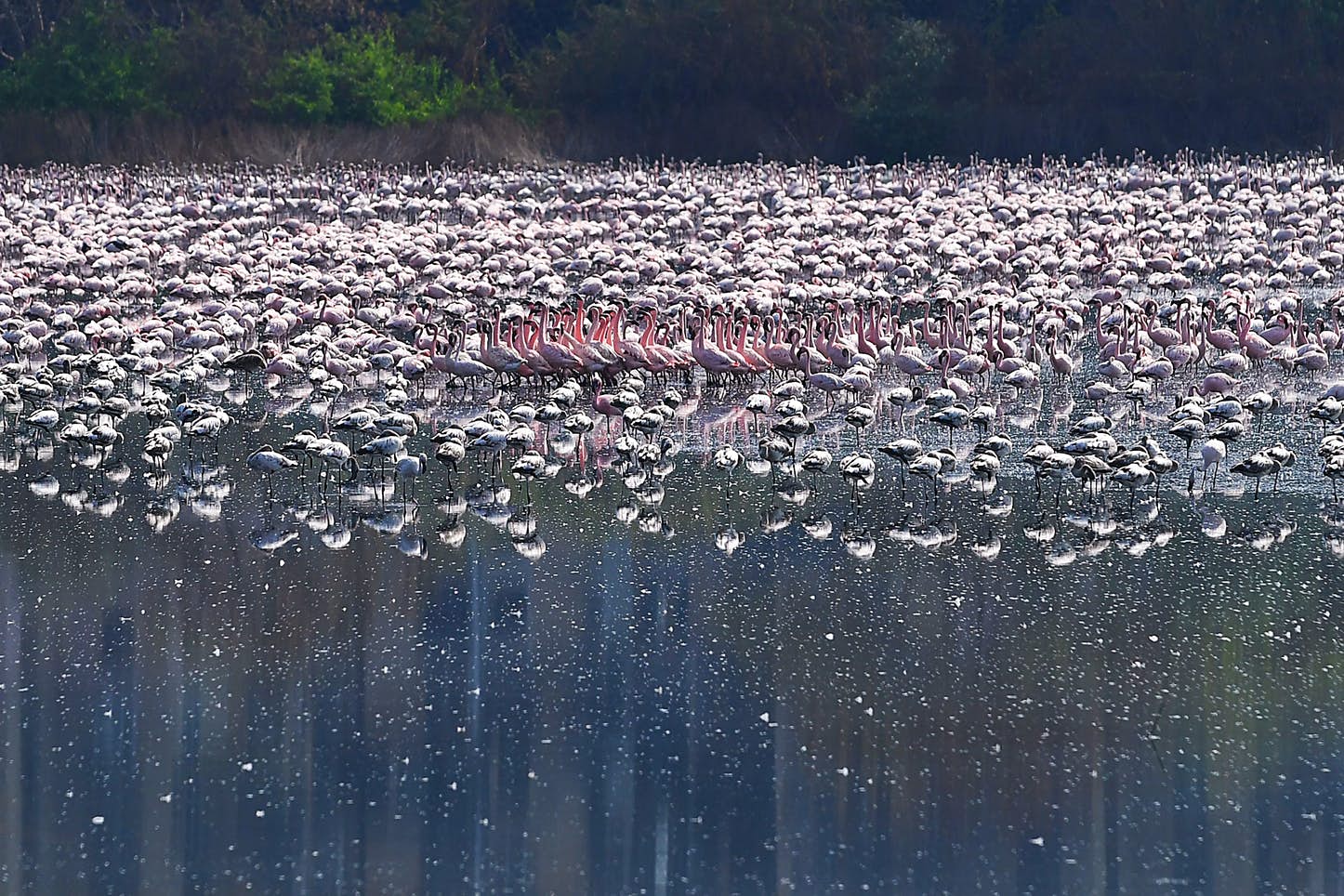 Flamingo em Mumbai na Quarentena