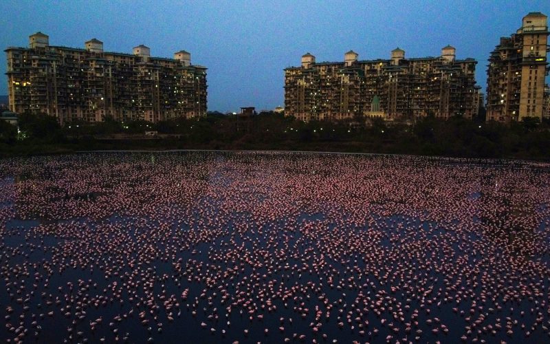 flamingos em Mumbai