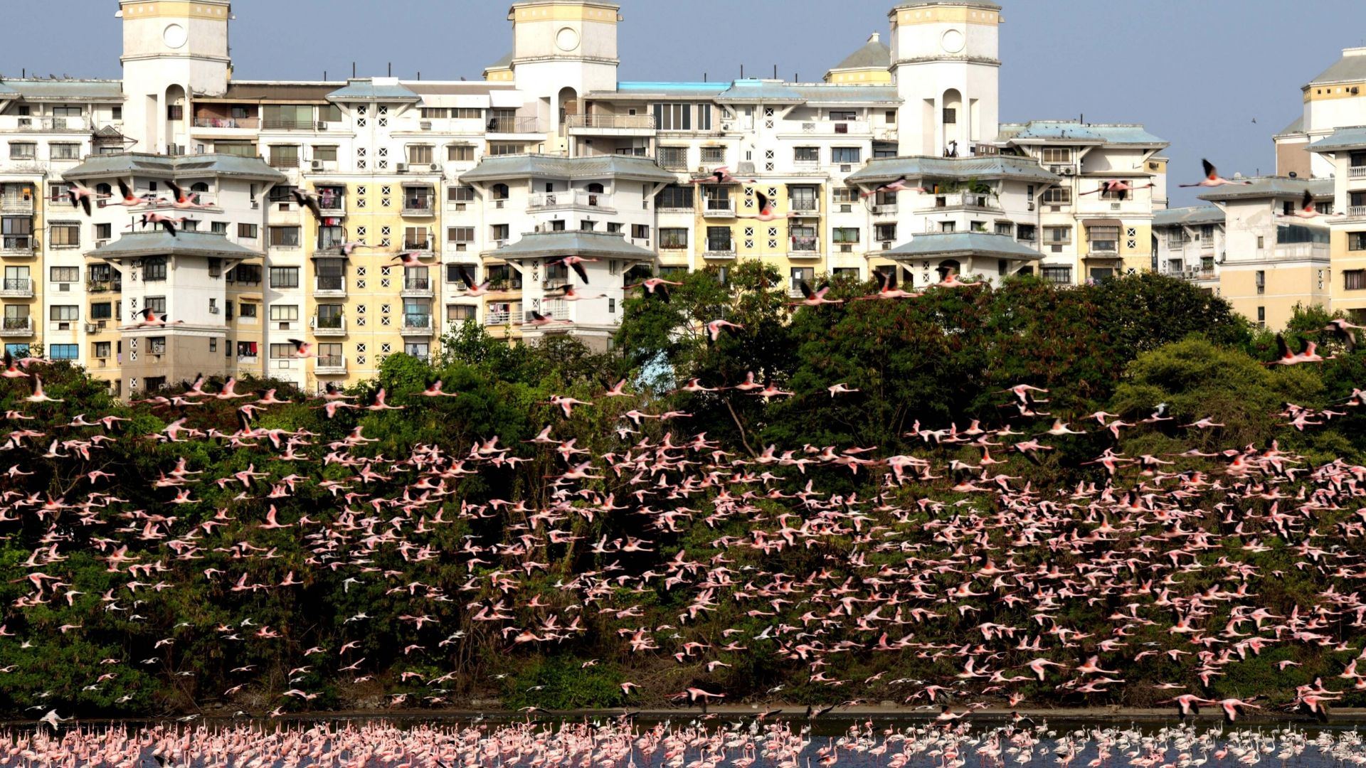 Flamingo in Mumbai in Quarantine