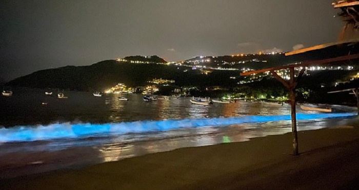 beach bioluminescence