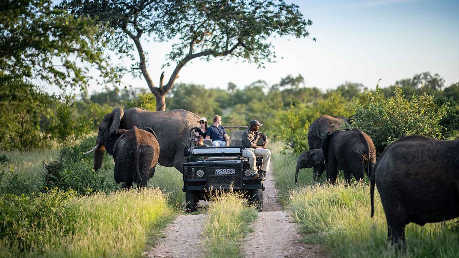africana savana tours safaris