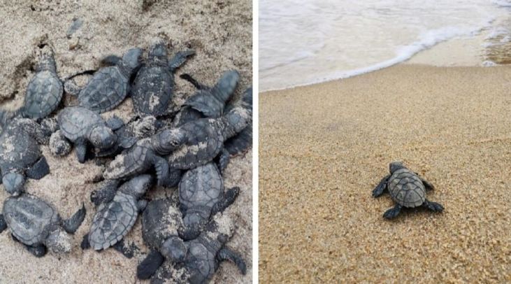tartarugas pernambuco