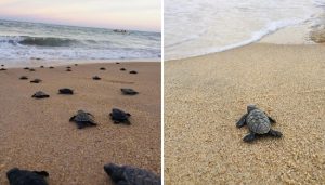 Sem humanos, 97 tartarugas marinhas nascem em praia de Pernambuco