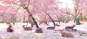Cervos descansam sob cerejeiras no Japão criando cenário de contos de fada